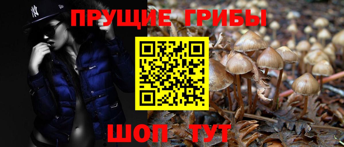 Галлюциногенные грибы Psilocybe Камышин